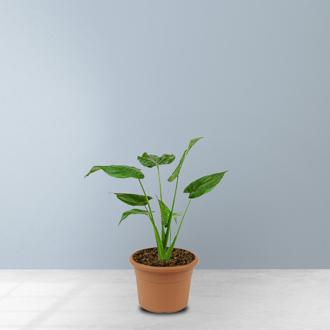 Alocasia Cucullata